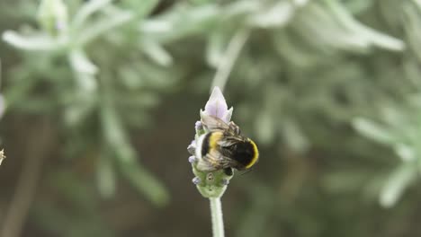 Abejorro-Revoloteando-Alrededor-De-La-Planta-De-Lavanda-Para-Obtener-Polen