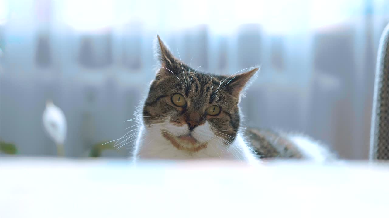 고양이가 4k 느린 동작으로 카메라를 보고 있습니다.