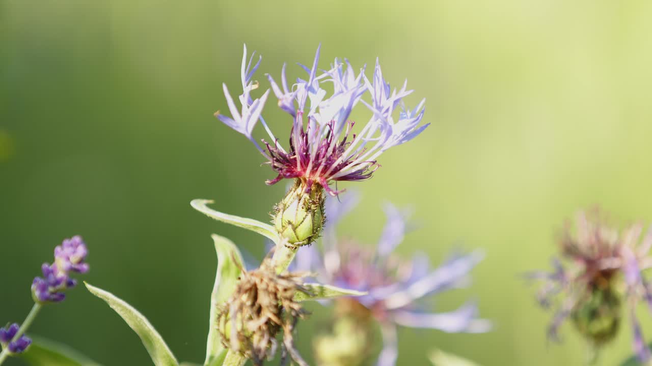 hermosa flor de aciano en la naturaleza de alemania - primer plano extremo
