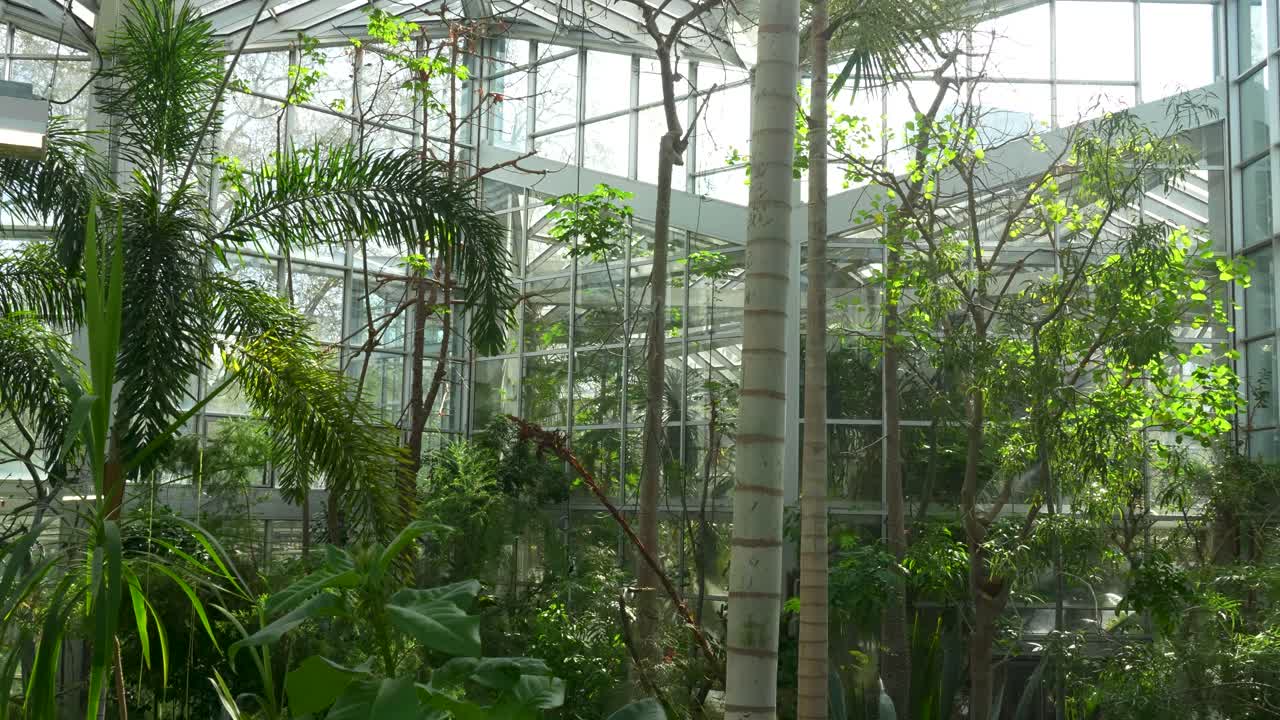 フランクフルトのパルメンガルテン温室内の熱帯植物の広角ビュー。ガラス構造と日光が密生した屋内ジャングルを照らしている