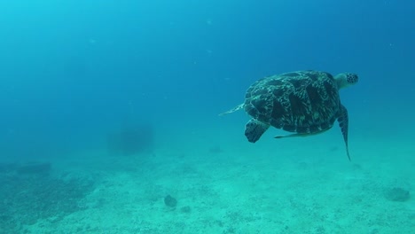 tortuga verde con dos rémoras nada rápidamente sobre el fondo oceánico de arena poco profunda