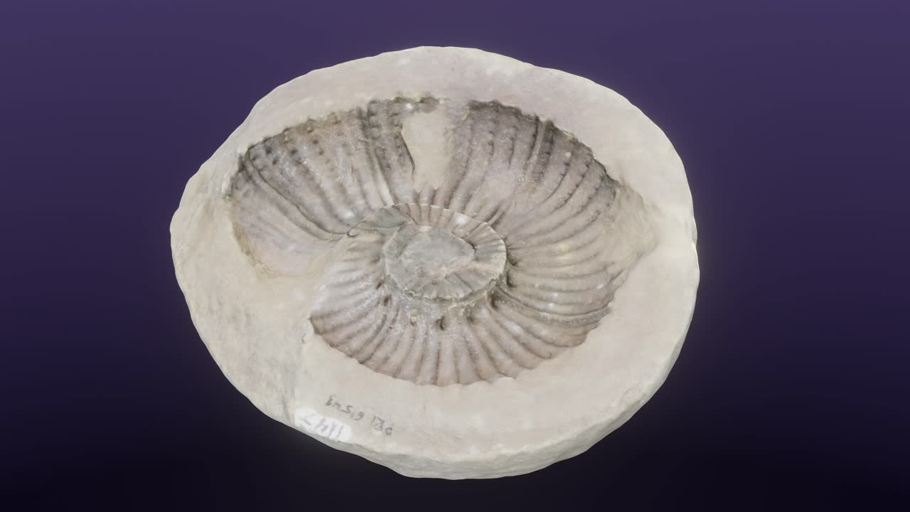 ammonoid cephalopod gunnarites sp의 화석 표본