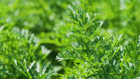 carrot plant growing in the earth. organic farming, rows in the field closeup.