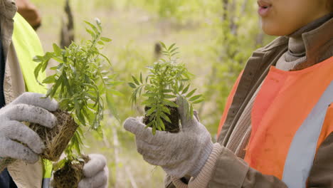 vista de cerca de activistas caucásicos y afroamericanos sosteniendo árboles pequeños y observándolos para plantar en el bosque