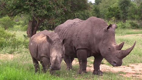 a white rhino mother and her calf stand side by side perfectly posing for the camera, timbavati south africa