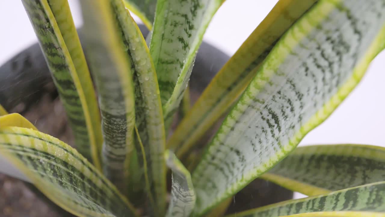 planta de sansevieria en maceta que se riega con una botella de spray