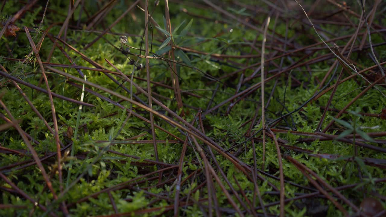 Dry Branch And Green Grass On Rainforest Ground. Close Up