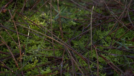 dry branch and green grass on rainforest ground. close up