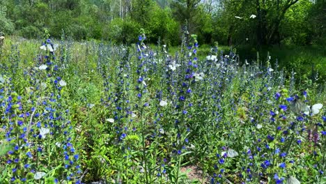 a vibrant meadow full of blue flowers and butterflies captured in two frames, showcasing nature's beauty and serenity in a flourishing landscape
