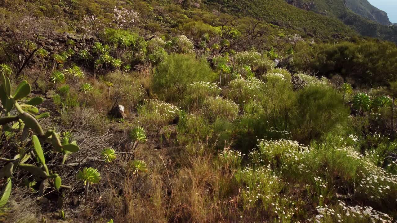 vista por encima de la vegetación de cactus exóticos verdes hacia el pico de la montaña