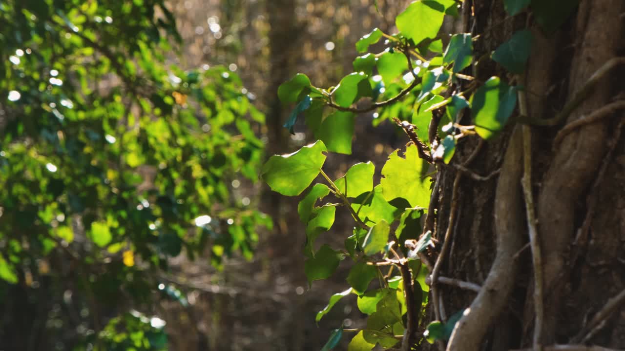 나무 잎 클로즈업