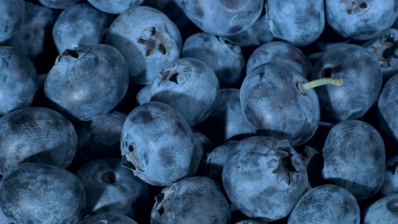 블루베리 (blueberry) 의 세부사항. 맥로 트럭 촬영. 카메라가 왼쪽으로 으로 움직입니다. 클로즈업,  뷰. 보그 빌베리, 보그 블루버리, 북부 빌베리 또는 서쪽 블루브리 (vaccinium uliginosum)