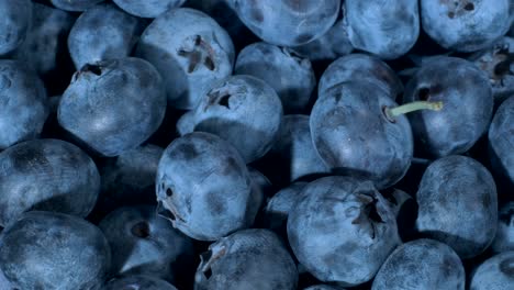 detail of blueberries. macro trucking shot. camera moves sideway to the left side. close-up, top view. bog bilberry, bog blueberry, northern bilberry or western blueberry (vaccinium uliginosum)