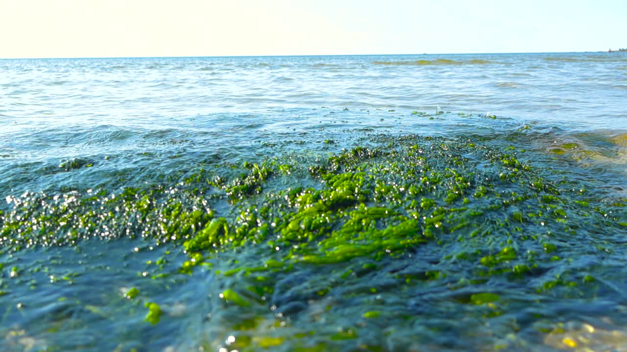 Visuale dal basso verso l'alto sopra la superficie dell'acqua che mostra alghe verdi e rigogliose sulle rocce, con piccole onde che si infrangono attraverso bassi fondali limpidi, un orizzonte luminoso e un clima estivo mite. Luce del sole sulla riva del mare coperta di muschio