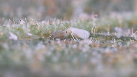 Mosca-Blanca-Alimentándose-En-El-Envés-De-La-Hoja