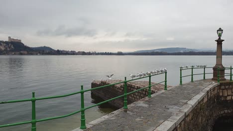 peaceful seagulls on green pier handrail on maggiore lake with angera fortress in background