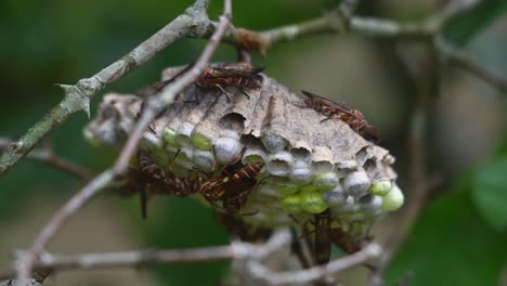 one moves towards the left under the nest revealing its full body, paper wasps, vespidae, thailand