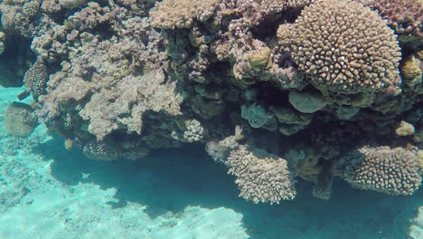 Shallow-Reef-Coral-Head-with-Sunlight-Reflections,-Handheld,-Close-Up