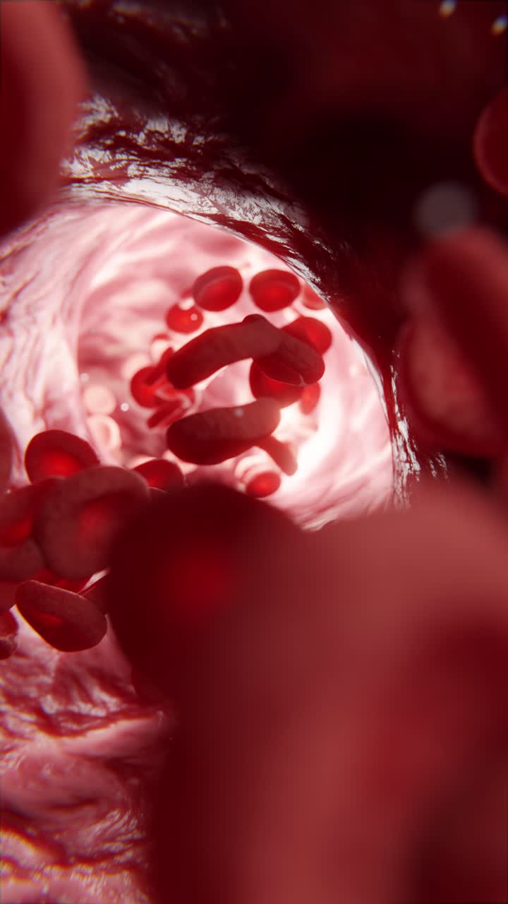 Red blood cells in vein, 3d animation
