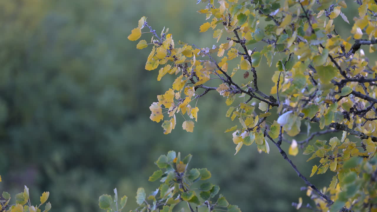Autumn leaves on tree branch with soft background
