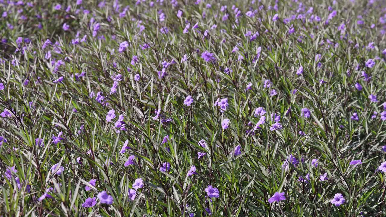 una rápida exhibición de flores púrpuras que florecen en un campo