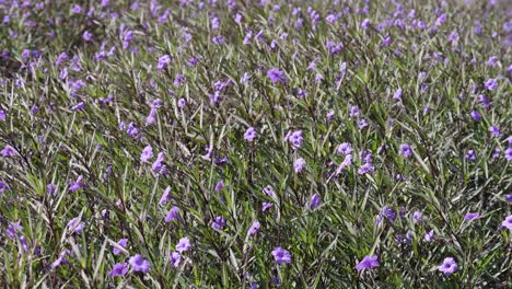una rápida exhibición de flores púrpuras que florecen en un campo