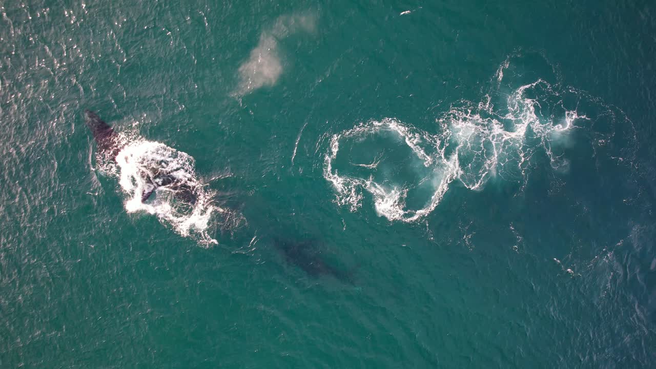 Whale Watching - Humpback Whales In Cabarita, Northern Rivers, NSW, Australia. - aerial shot