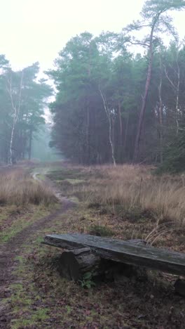 misty forest path with log bench