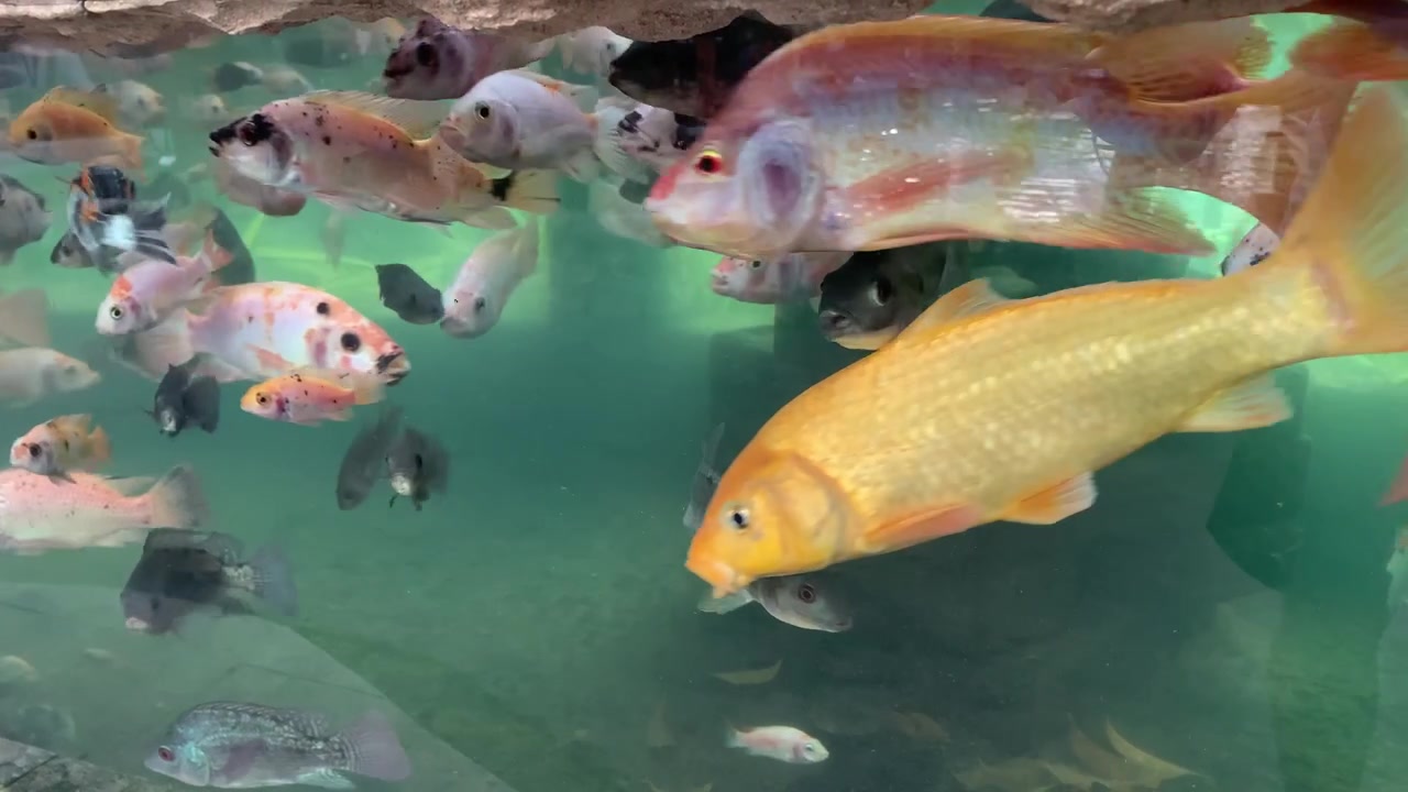 De nombreux types et couleurs de poissons de tailles variées nagent dans un grand aquarium.
