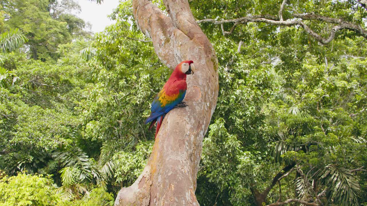 A Scarlet Macaw sits on a rugged tree trunk, framed by the towering rainforest canopy in Peru.