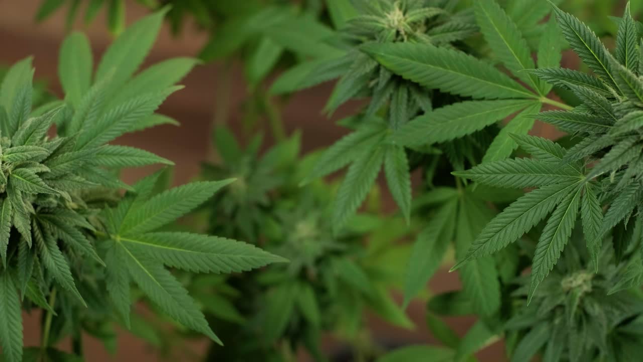 la floración del cannabis, el cultivo orgánico de cannabis para uso médico en el campo de la marihuana.