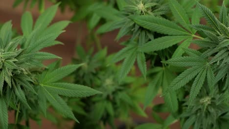 la floración del cannabis, el cultivo orgánico de cannabis para uso médico en el campo de la marihuana.