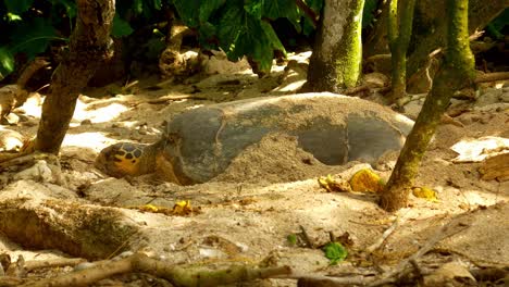 Maravilloso-Ancho-De-Tortuga-Marina-Cavando-Un-Agujero-Para-Poner-Huevos-En-La-Playa