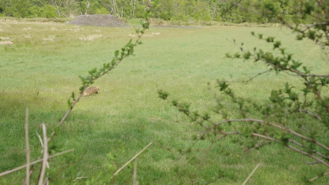 필드를 통해 실행 anaguma로 알려진 일본 오소리