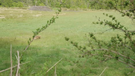 Japanese-Badger-,-known-as-Anaguma-running-through-field