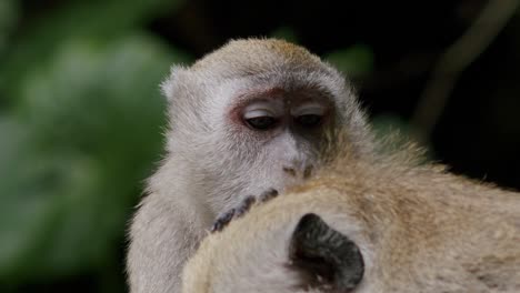 malaysian macaque grooming another monkey, natural deworming behavior