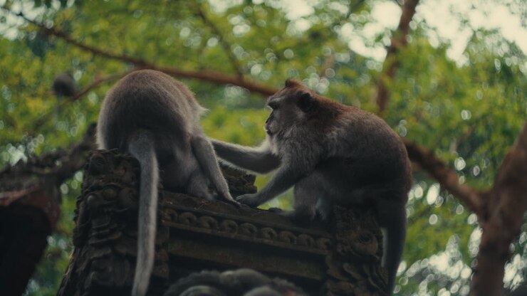 A cinematic shot captures two long-tailed macaques engaged in social grooming while perched on a weathered stone structure within the lush Ubud Monkey Forest in Bali