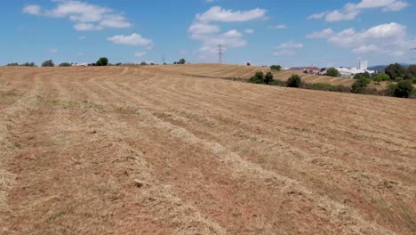 vuelo bajo en modo fpv sobre un campo de trigo recién segado