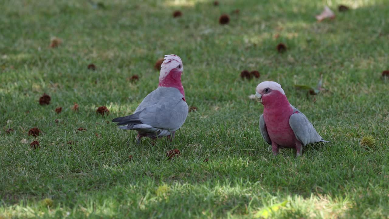 dos cacatúas galah interactúan en un campo cubierto de hierba.