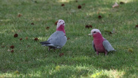 two galah cockatoos interact in a grassy field.