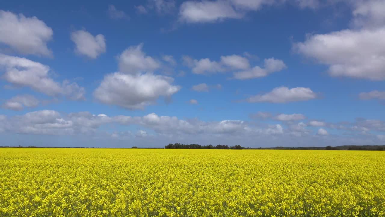 Canola fields in the southern cape