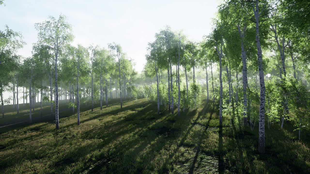 아침 햇빛에 자작나무 숲