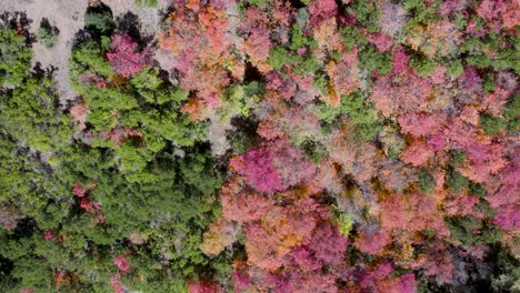 vista de pájaro de los hermosos colores otoñales del bosque con álamos y pinos en el cañón de la bifurcación americana cerca de provo, utah - disparo de drones