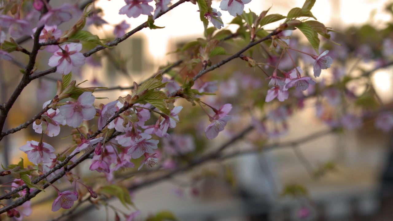 Close up shot of pink sakura flowers swaying gently on a branch in soft light.