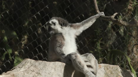 un lémur sentado sobre una roca en su recinto en un zoológico