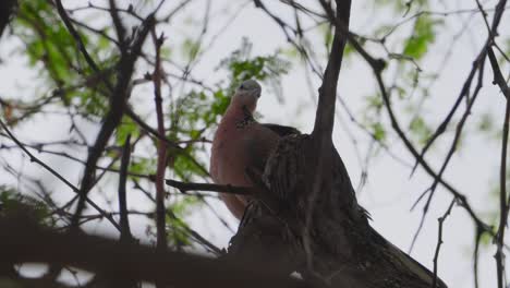 Una-Paloma-Manchada-Está-Posada-En-Un-árbol-Mostrando-Su-Pecho-Naranja-Rosado-Mientras-Agita-Sus-Plumas