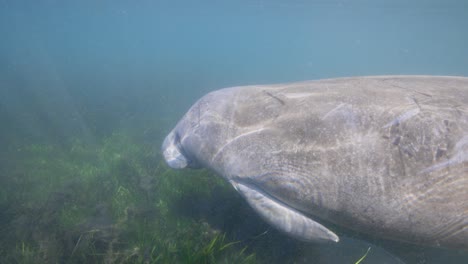 manatee swimming along seaweed floor