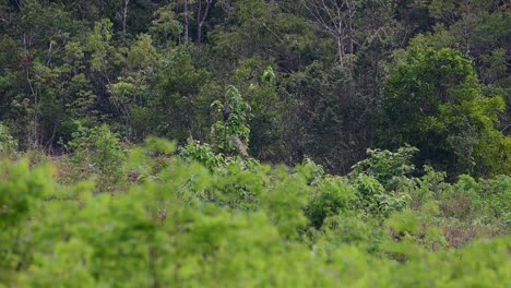 The-Asiatic-Elephants-are-endangered-species-and-they-are-also-residents-of-Thailand