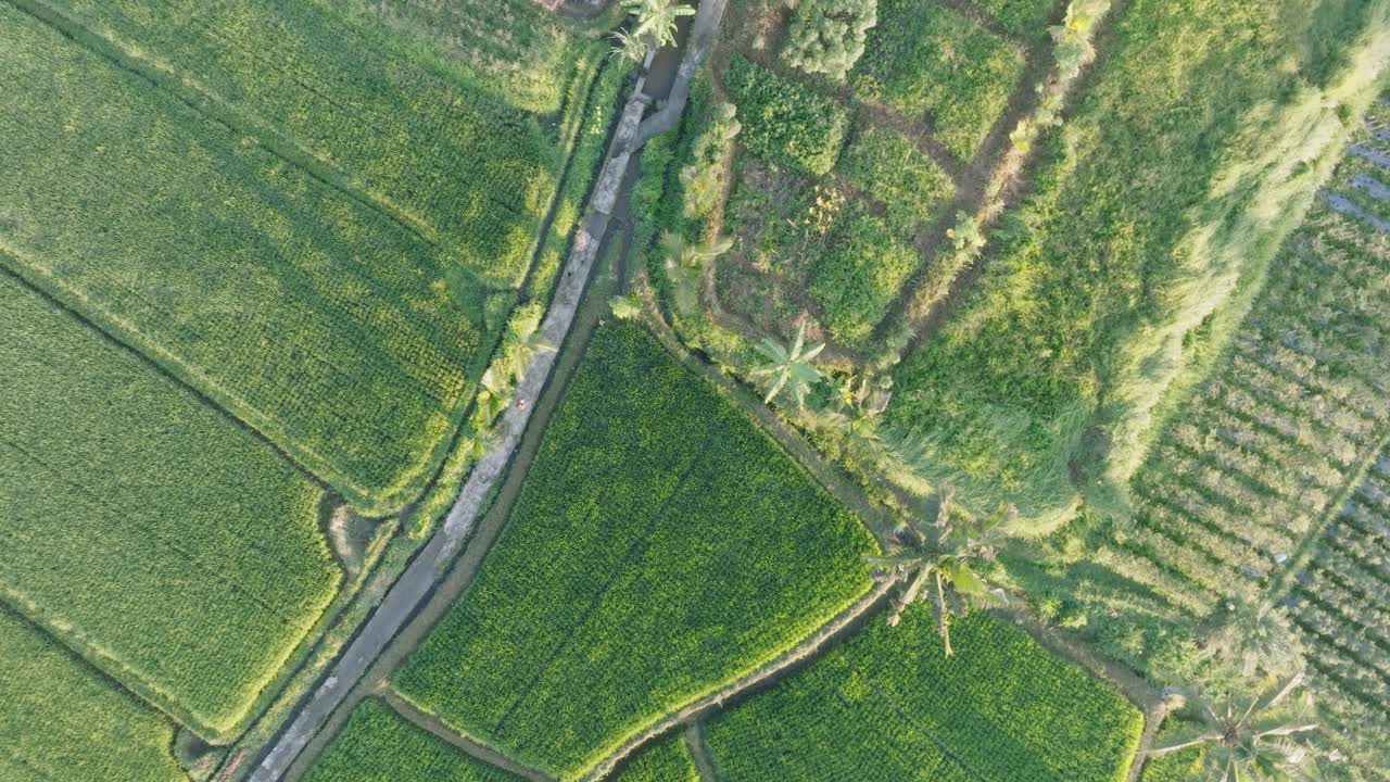 alta altitud de arriba hacia abajo disparo de dron descendiendo hacia mujer descalza caminando a través de arrozales en ubud bali