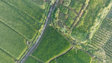 High-Altitude-Top-Down-Drone-shot-Descending-Towards-barefoot-woman-walking-through-rice-paddies-in-Ubud-Bali